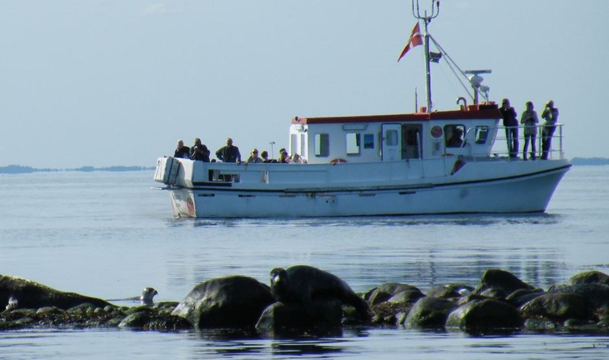 Seadog på sælsafari