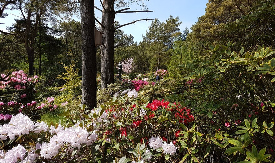 Læsø Rhododendronpark - blomstrer i maj og juni
